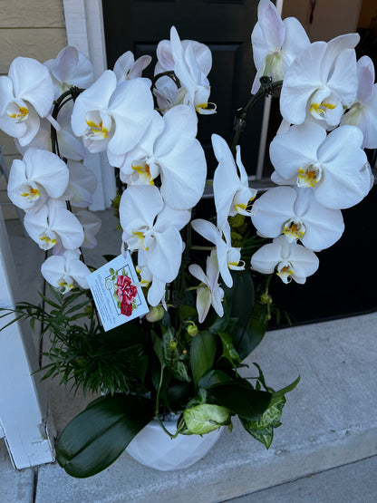 $250 floral with orchids